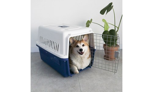 딩동펫